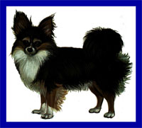 a well breed Chihuahua dog